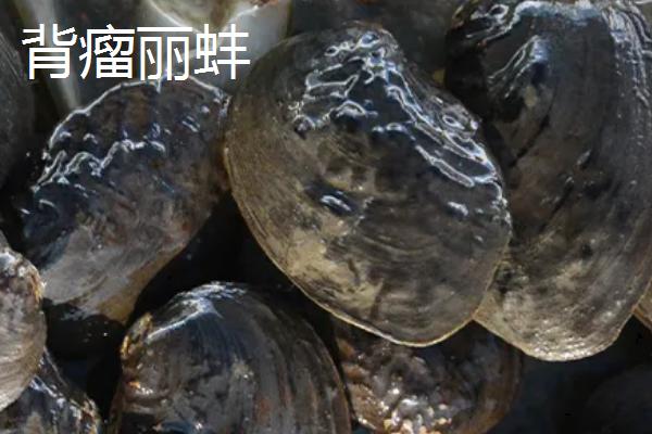 河蚌品种