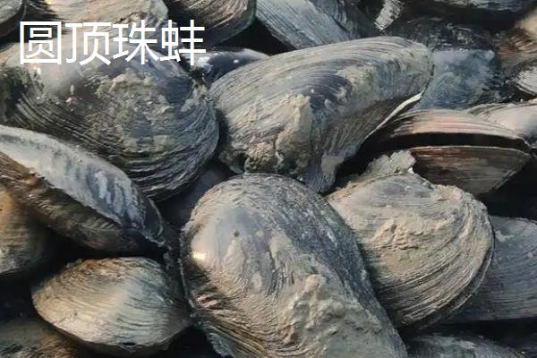 河蚌品种