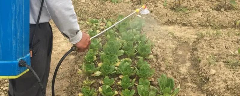 小白菜杀虫用什么药