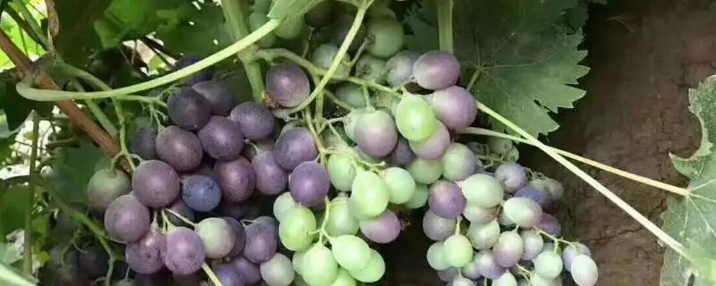 葡萄膨大期施肥诀窍