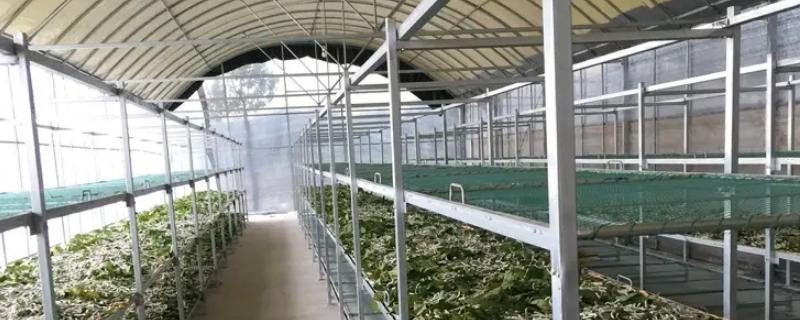 如何建造养蚕大棚