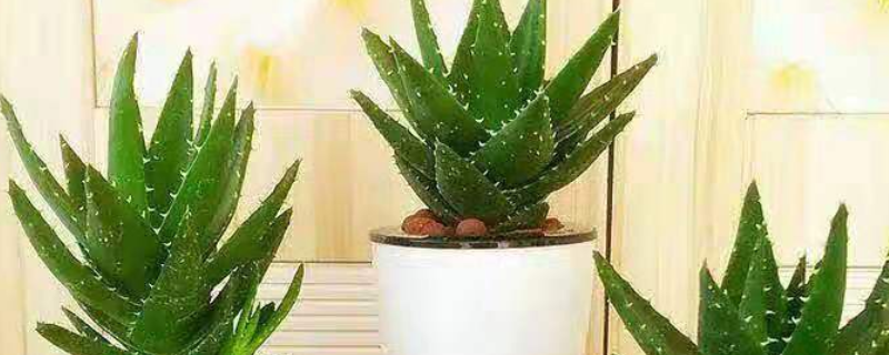 盆栽芦荟怎么养