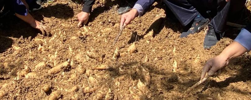 天麻的采收方式