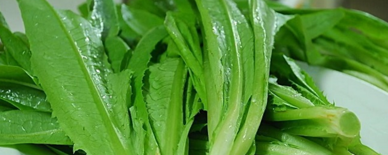 油麦菜是莴笋叶吗