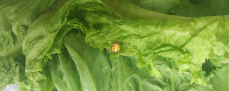 生菜生虫怎么办