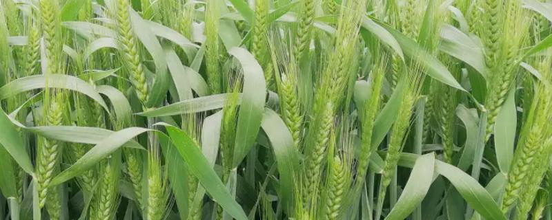 衡h1217小麦品种