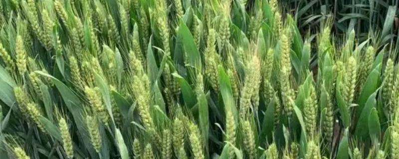 齐民17小麦品种介绍