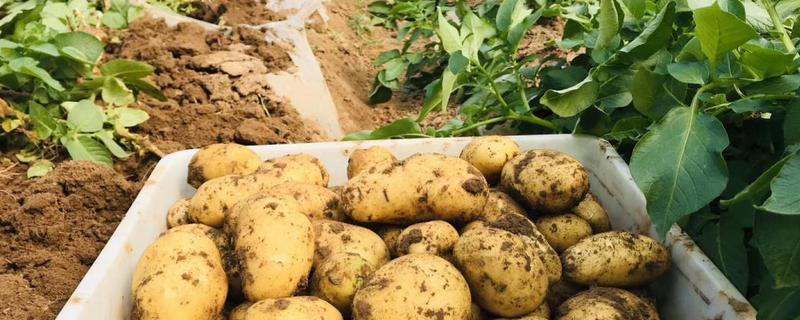 种土豆用什么农药