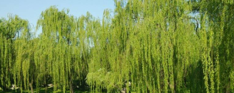 垂柳是常绿还是落叶植物