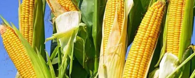 登海682玉米种的特性和产量
