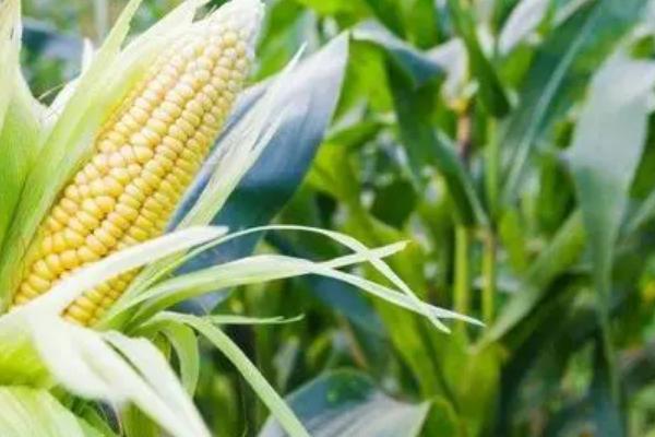 登海682玉米种的特性和产量