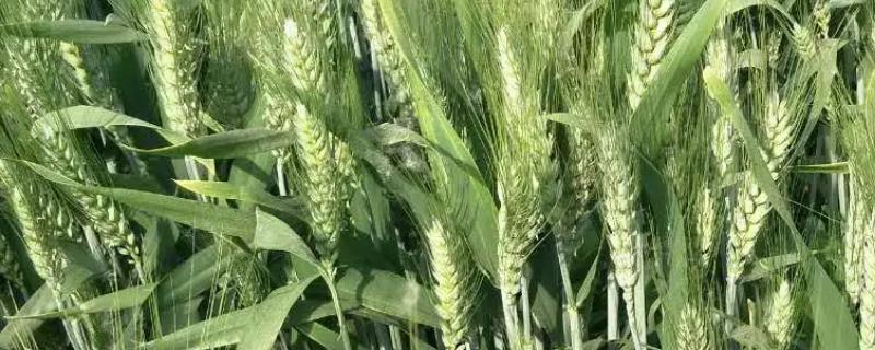 三抗一号小麦品种介绍