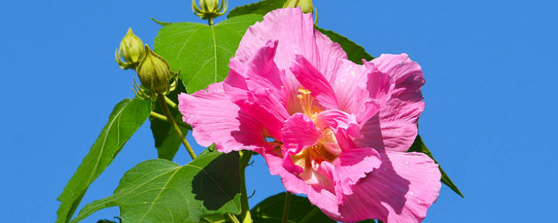 芙蓉花怎么繁殖