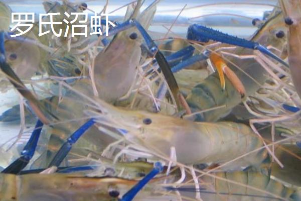 虾的品种有哪些