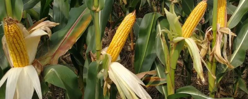 登海533玉米种的特性和产量