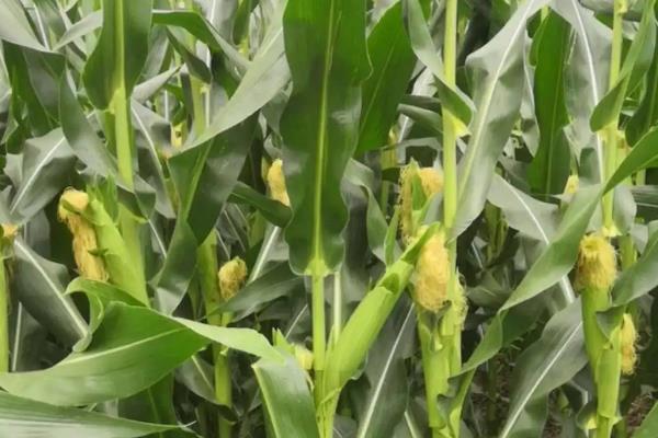 登海533玉米种的特性和产量