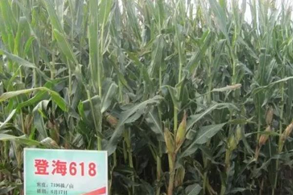 登海系列的玉米种哪个产量高
