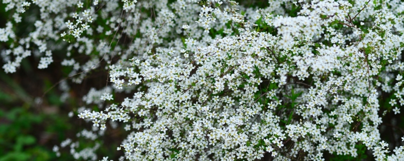 喷雪花怎么过冬