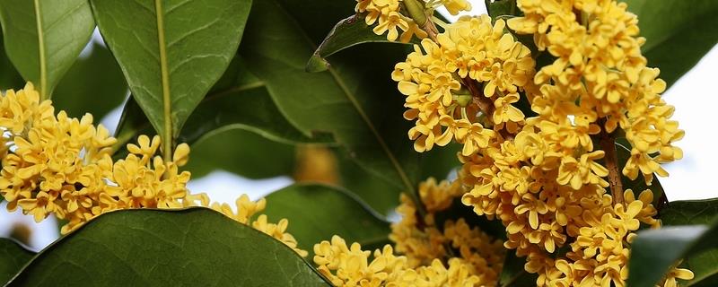 桂花怎么过冬