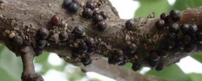 桃树干生虫怎么办