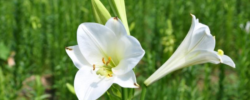百合是什么科类的植物