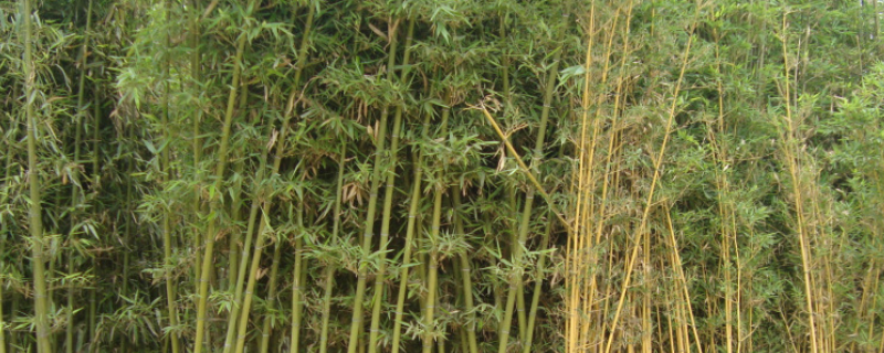 黄金竹是常绿还是落叶植物