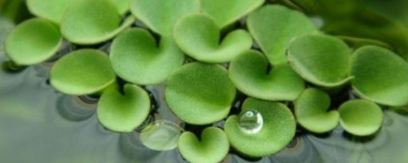 水生植物的种植方法