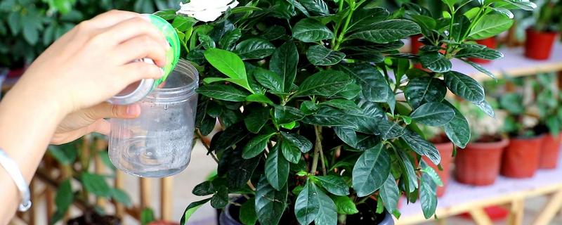 盆栽种植注意事项