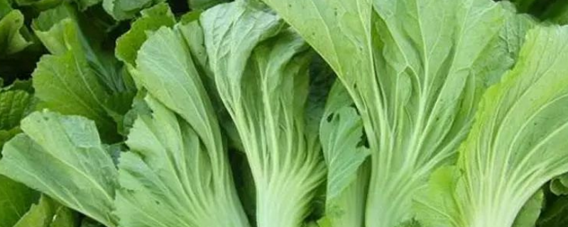 梅菜是橄榄菜吗