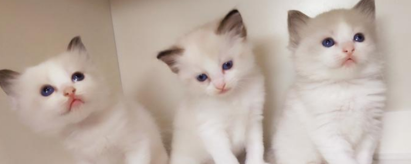 小猫怎么过冬