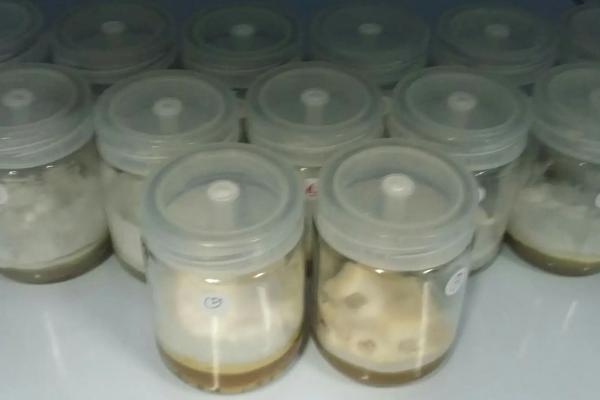 鸡枞菌能否人工种植