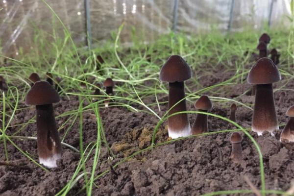 鸡枞菌能否人工种植