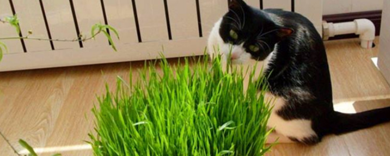 大麦和猫草的区别