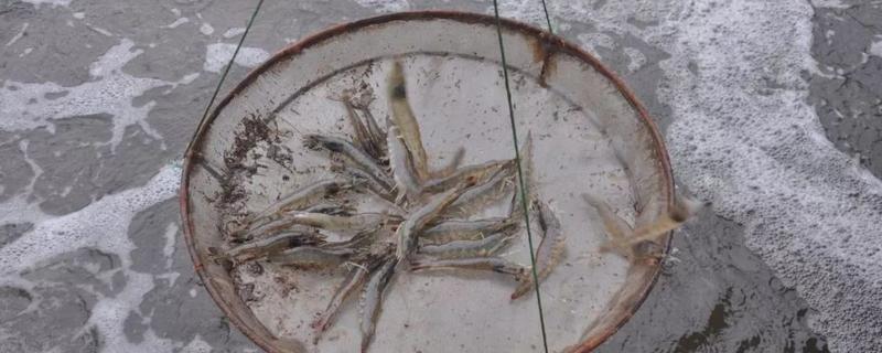虾子怎么养