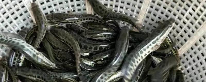 小黑鱼苗吃什么食物