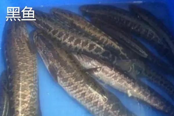 黑鱼宰杀步骤