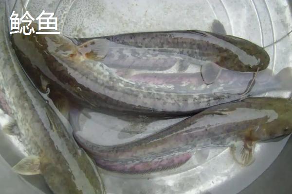 黑鱼宰杀步骤