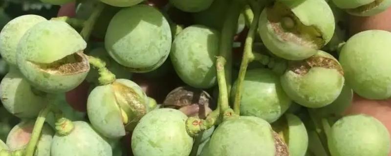 葡萄裂果是什么原因怎么防治