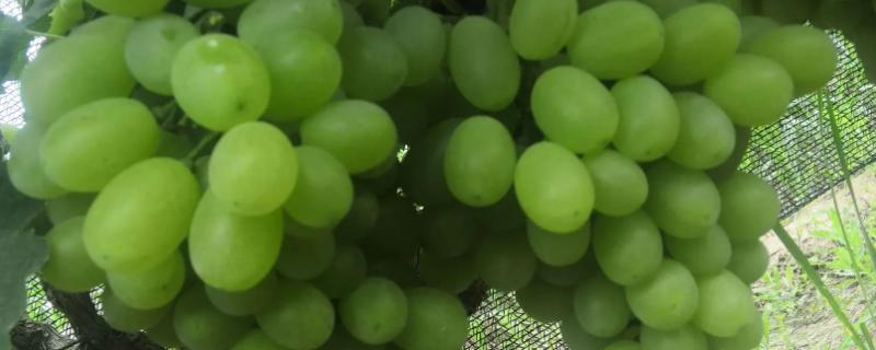 把葡萄粒拉长配方