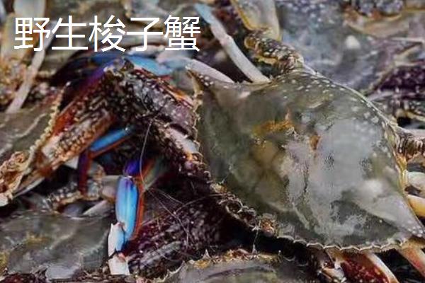 梭子蟹野生和养殖的区别