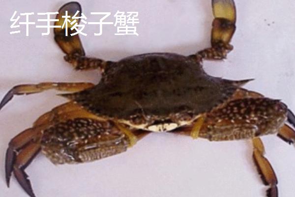 梭子蟹的品种