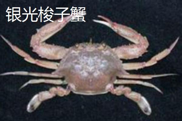 梭子蟹的品种