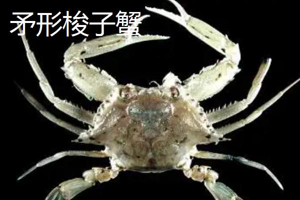 梭子蟹的品种