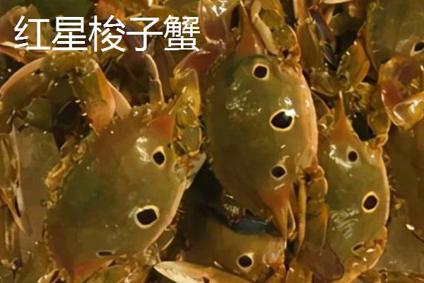 梭子蟹的品种