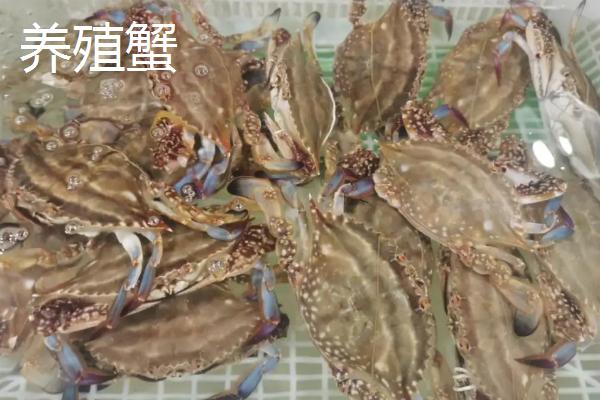 梭子蟹的品种