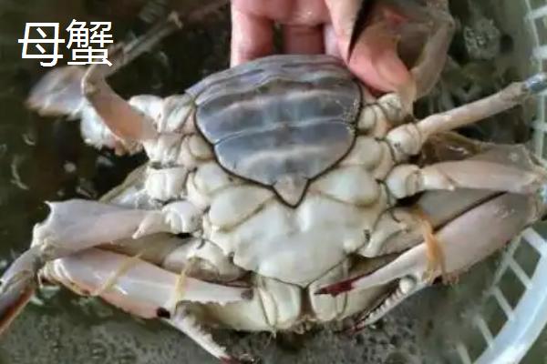 买回家的梭子蟹可以活多久
