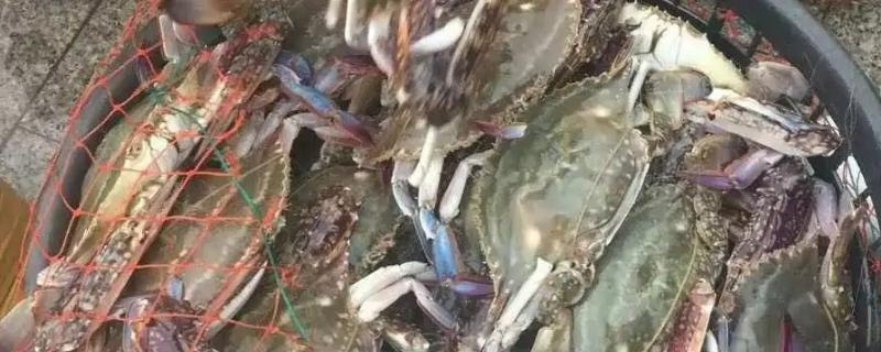 梭子蟹半斤一只大不大