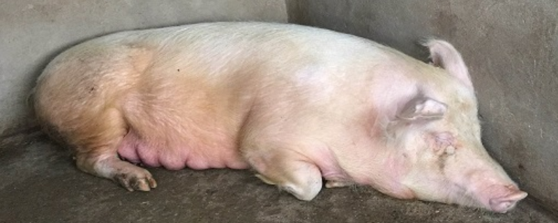 母猪产后没奶怎么办