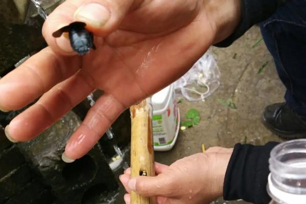 竹蜂引药配制方法