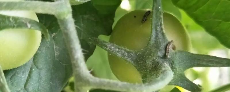 如何防治西红柿钻心虫